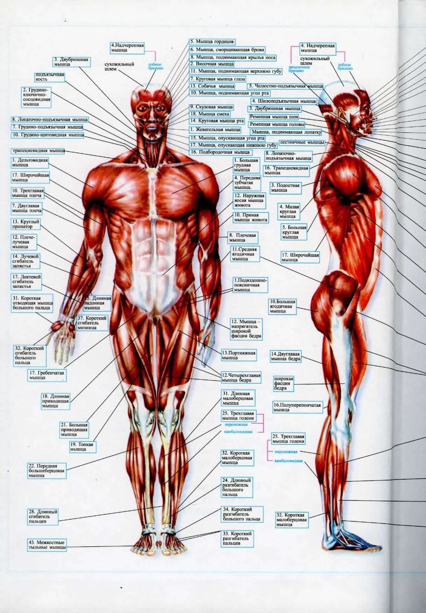 Где какие мышцы находятся у человека фото с названиями