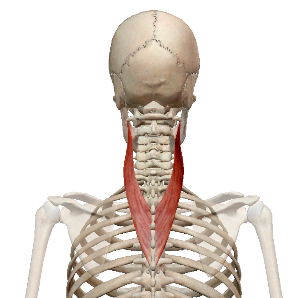 Semispinalis capitis muscle