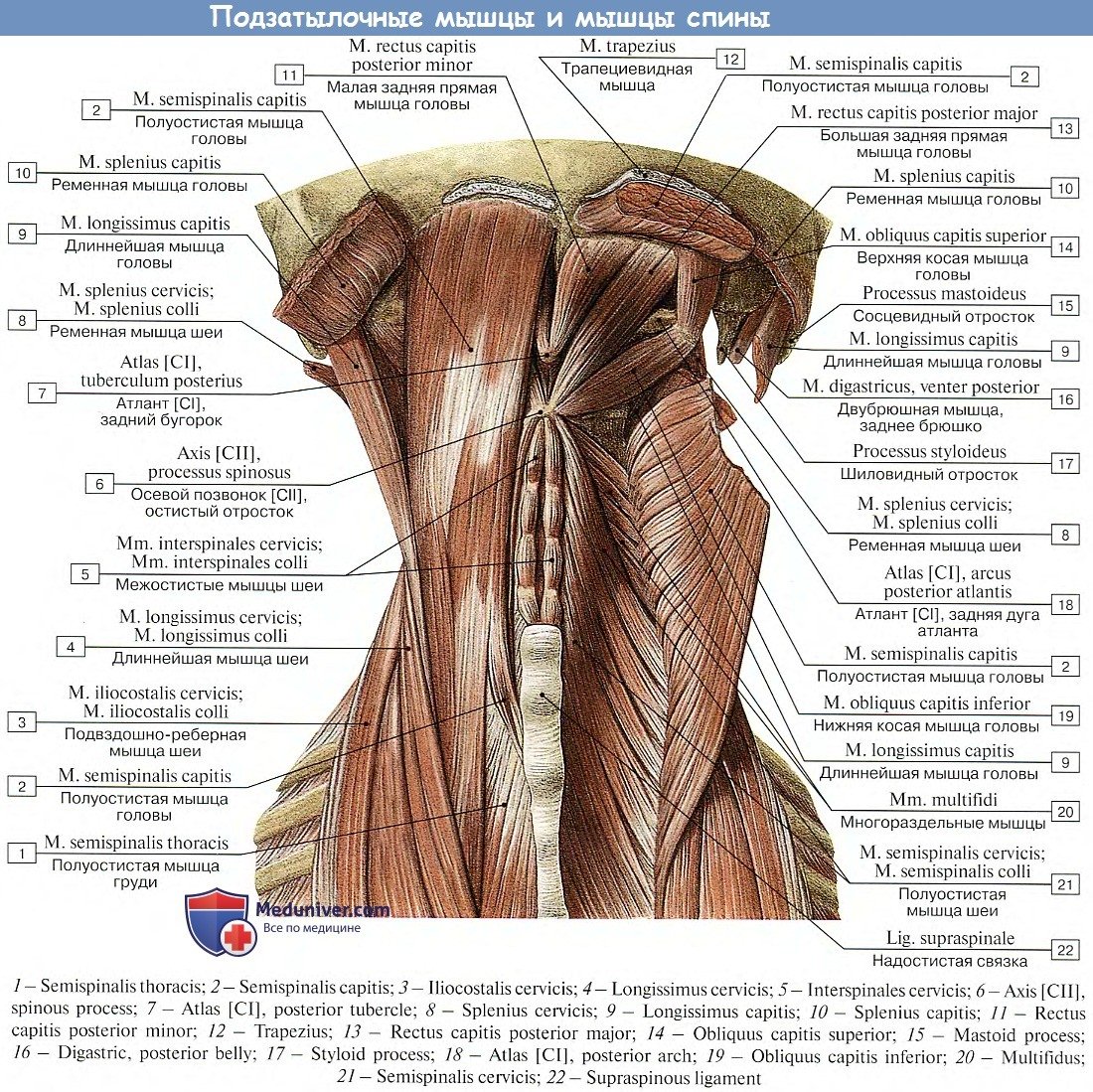 Подзатылочные мышцы шеи