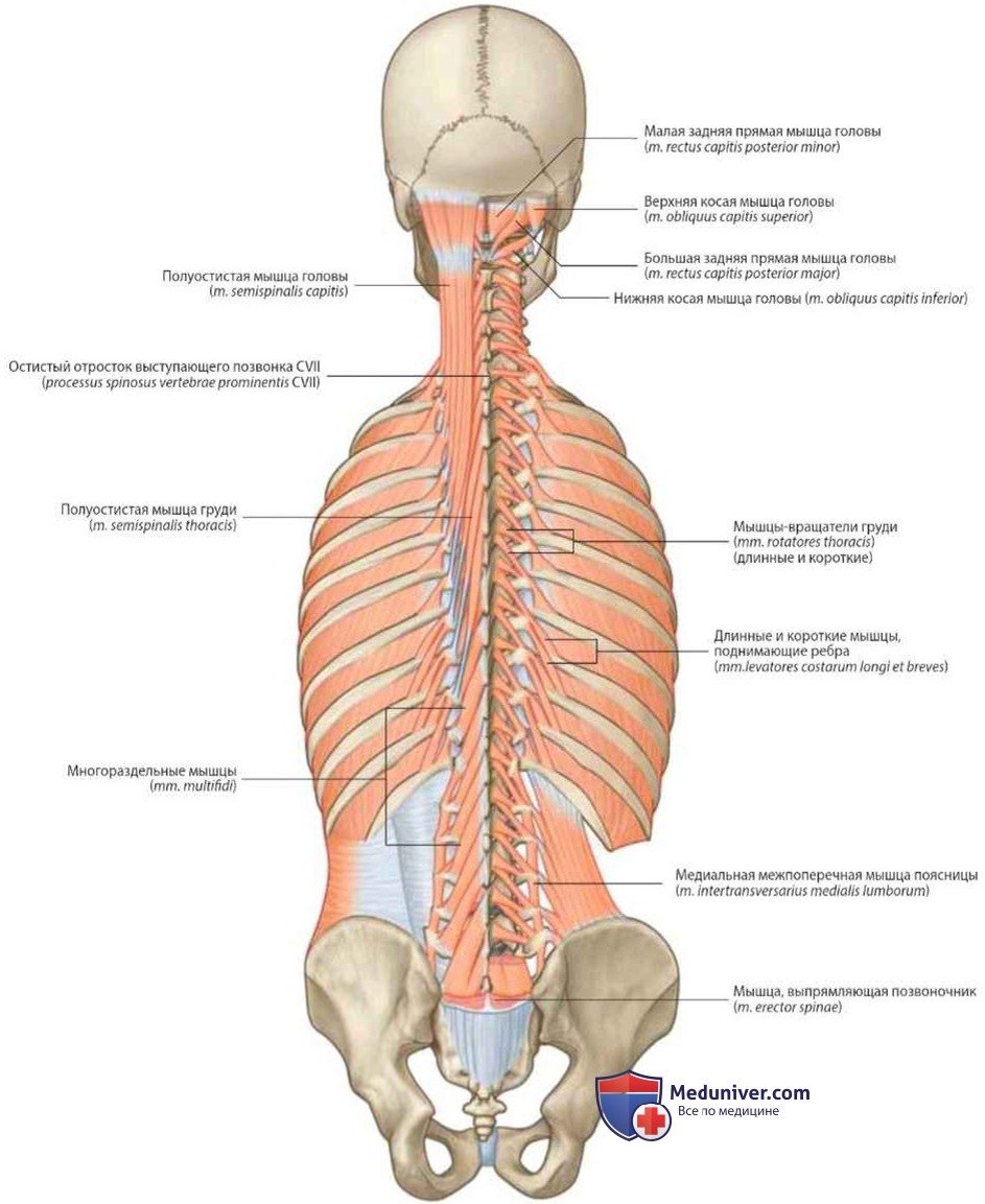 Мышцы спины анатомия послойно