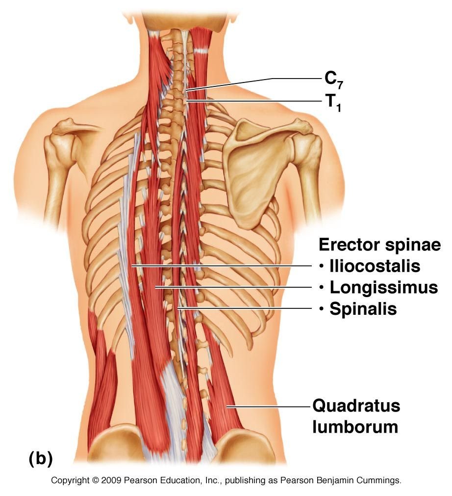 M Erector Spinae анатомия
