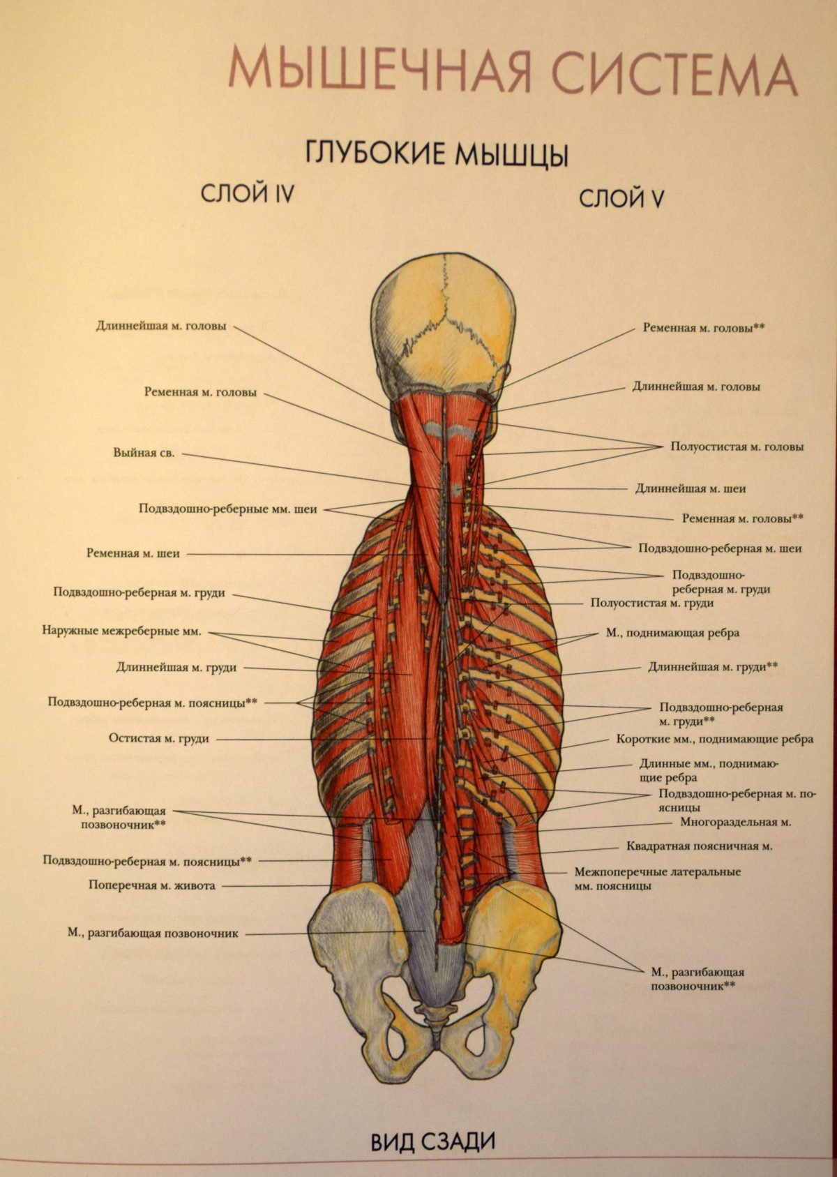 Мышцы спины и ребра
