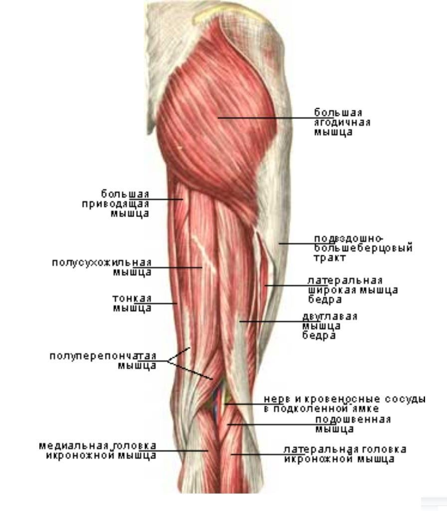 Biceps femoris мышца