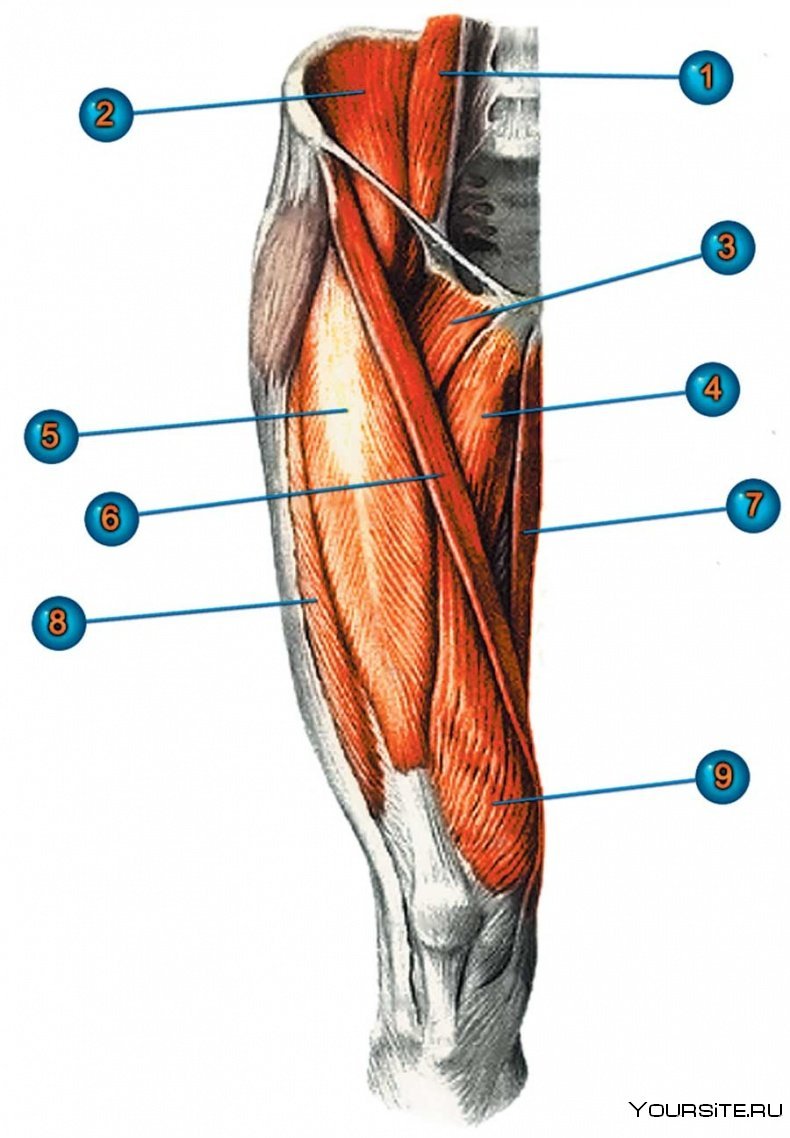 Полусухожильная мышца бедра анатомия