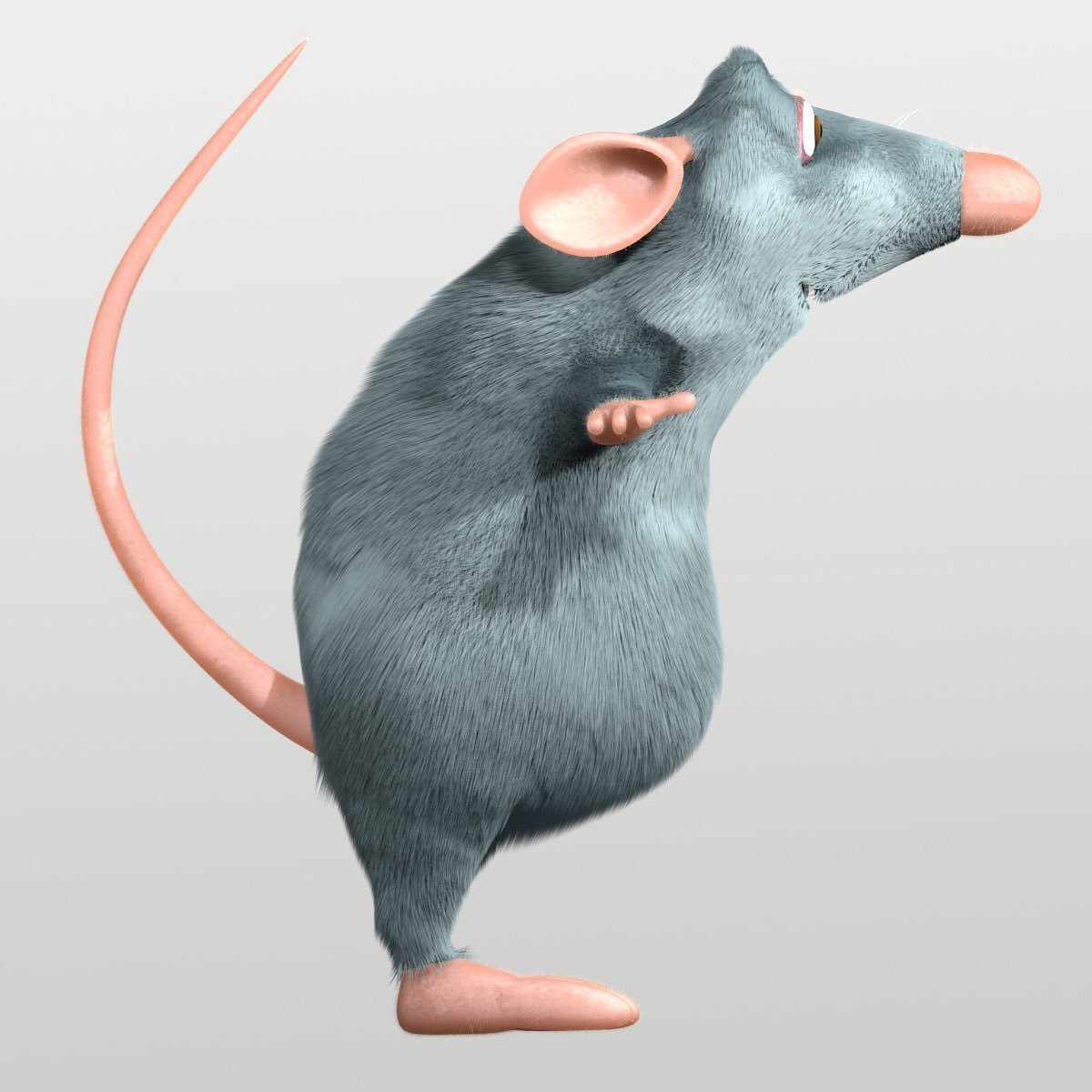 Крыса породы Рататуй