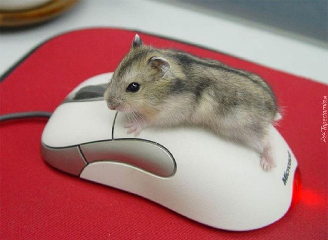 Компьютерная мышь в виде хомяка