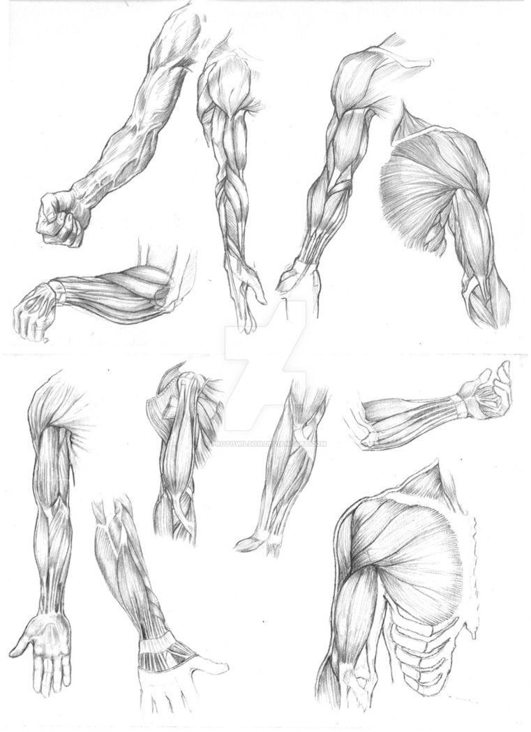 Мышцы руки анатомия человека