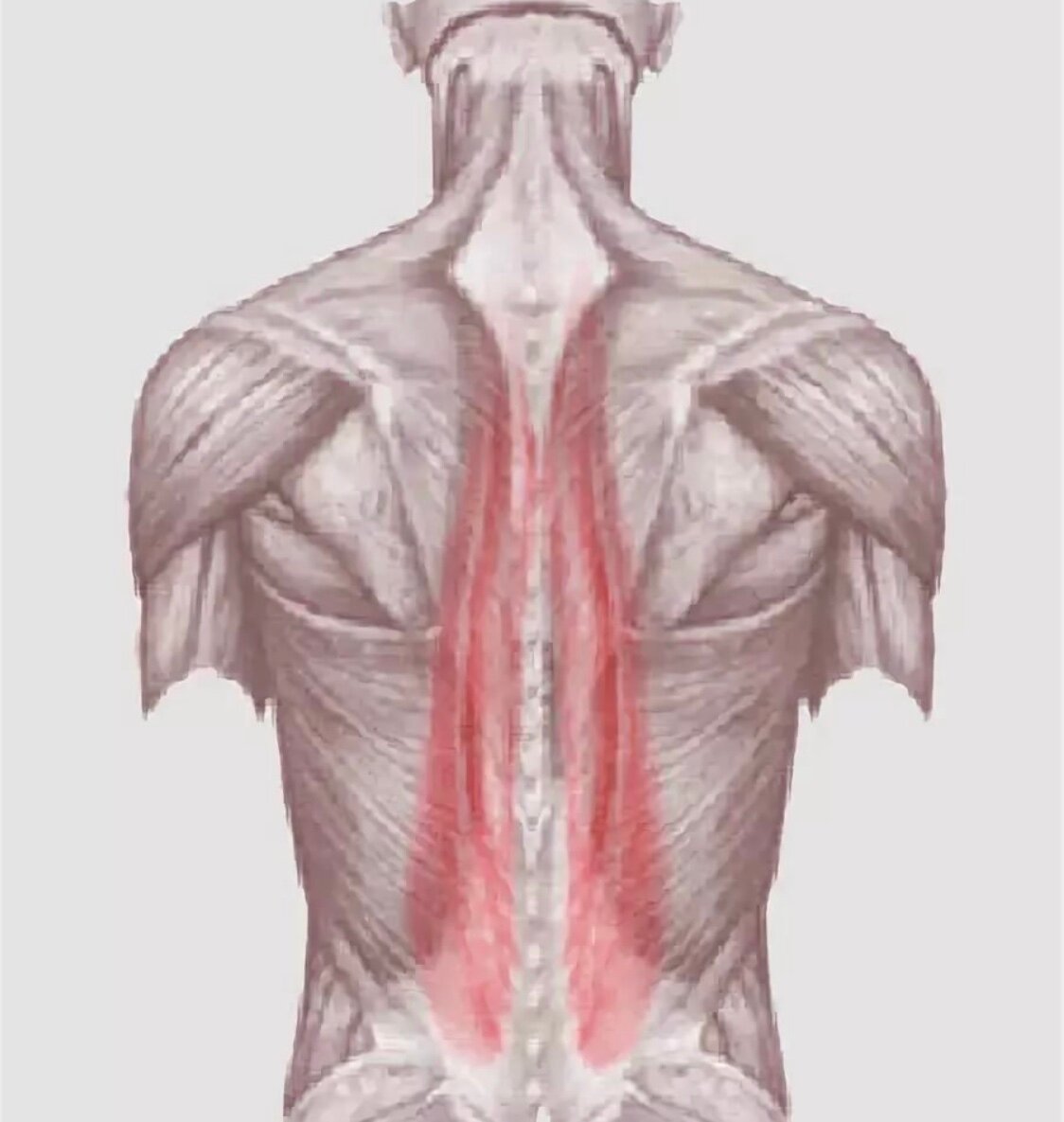 Дисбаланс мышц спины