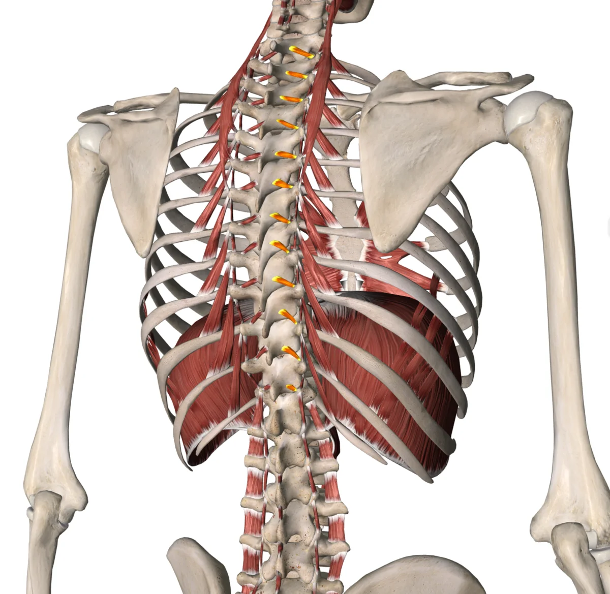 Мышцы вращатели позвоночника. Мышцы вращатели анатомия. Поперечно остистая мышца. Крестцово остистая мышца.