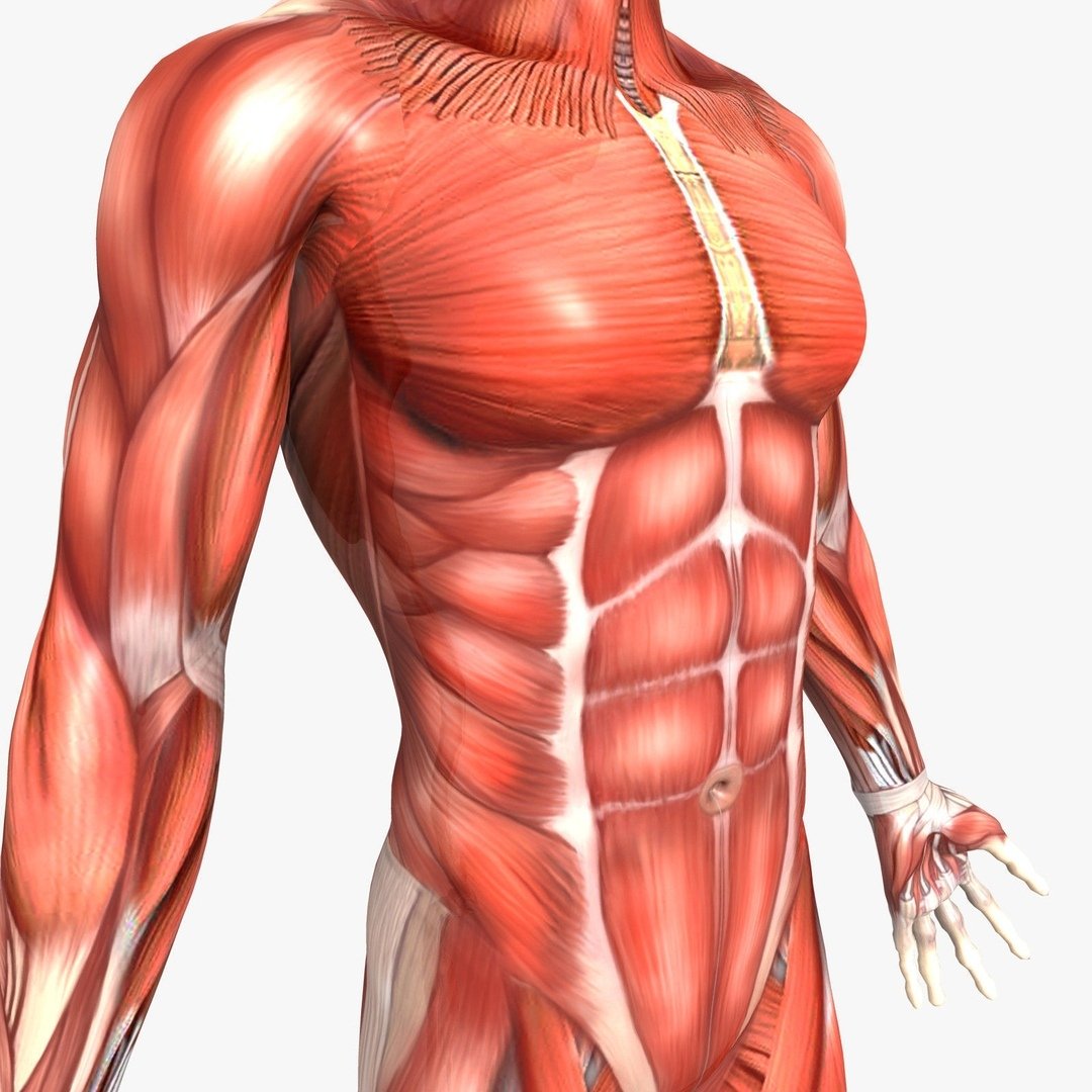 Паравертебральные мышцы