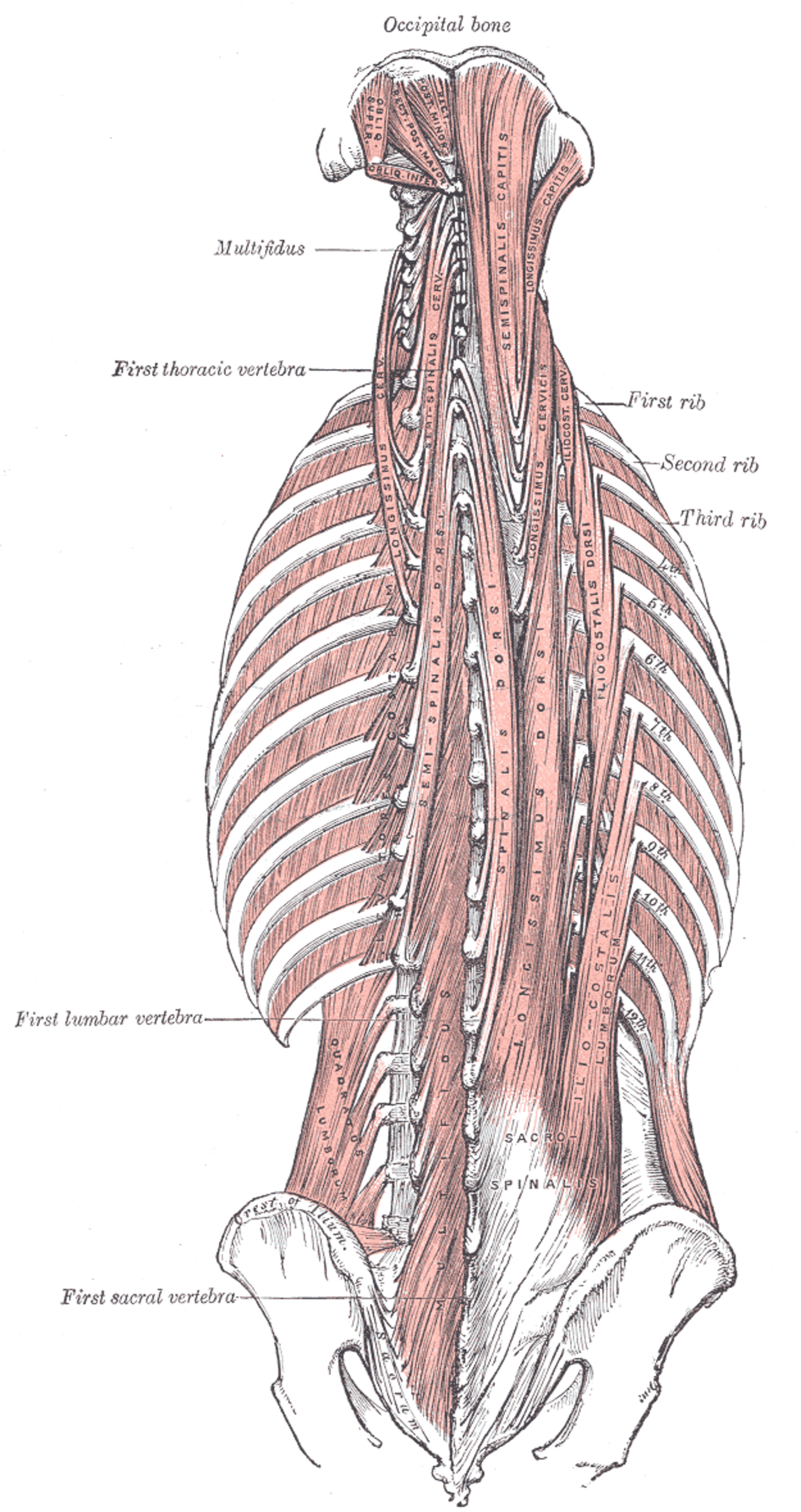 Мышцы спины и ребра. Erector Spinae. Мышца выпрямляющая позвоночник остистая мышца. Мускулюс лонгиссимус. Длиннейшая мышца (m. longissimus).