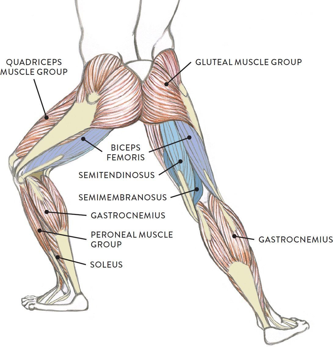Движения в локтевом суставе мышцы производящие движения