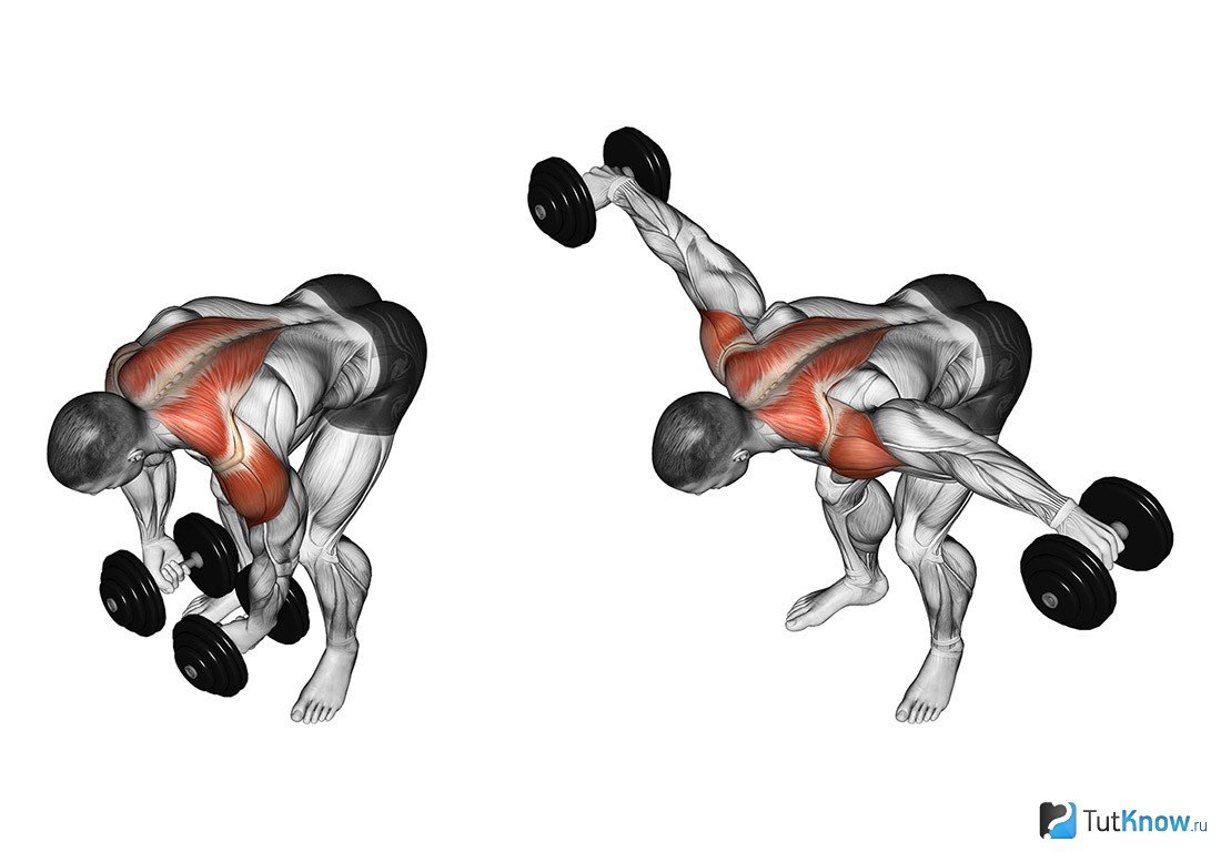 Seated Rear delt Dumbbell Fly