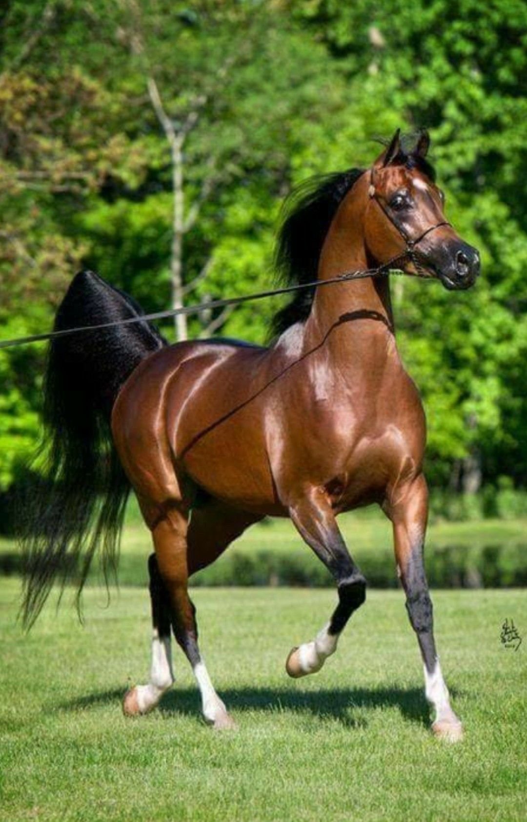 спортивный конь фото