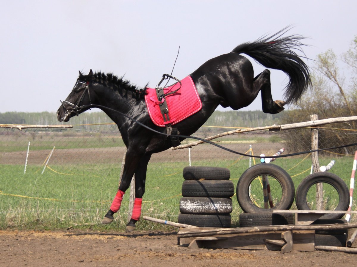 спортивный конь фото