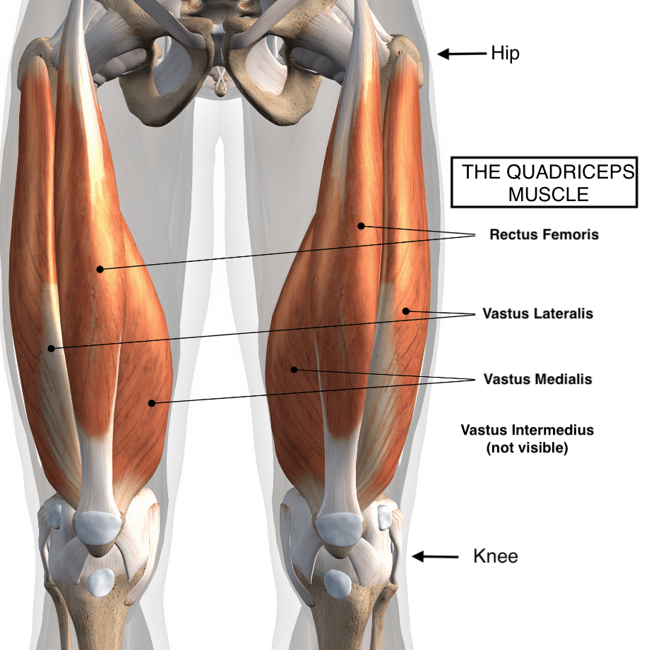 Четырехглавая мышца бедра (m. quadriceps femoris)