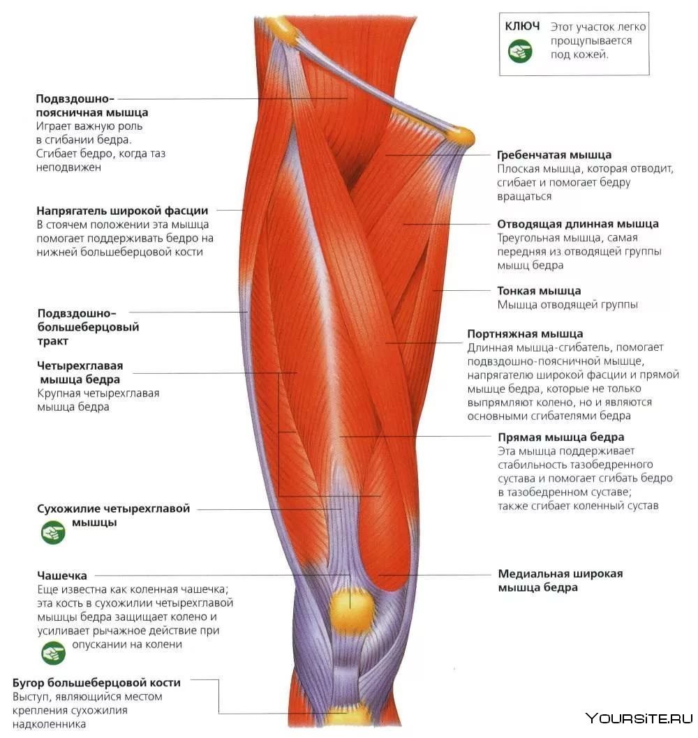 Quadriceps femoris muscle