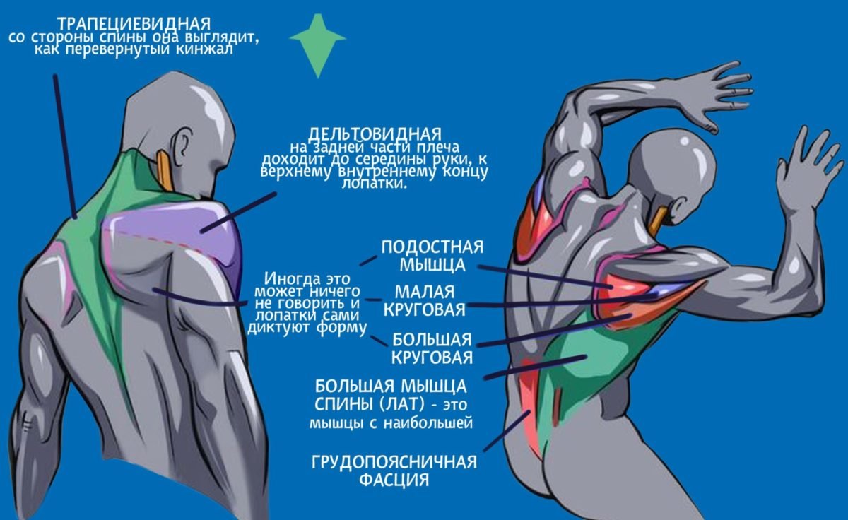 Связочный аппарат плечевого сустава