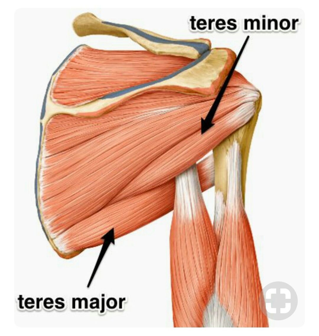 Надостная мышца плеча анатомия