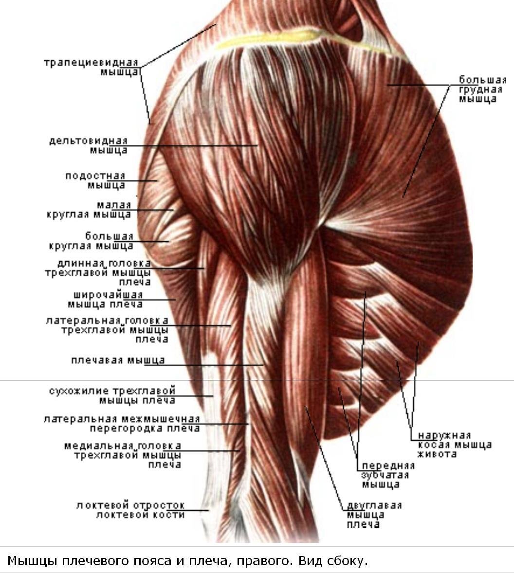Мышцы плечевого пояса Синельников