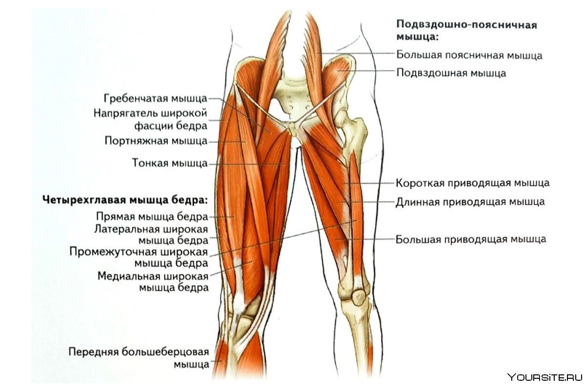 Мышцы бедер и ягодиц анатомия
