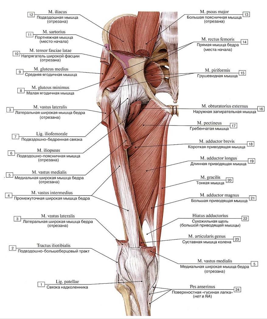 Большая приводящая мышца упражнения
