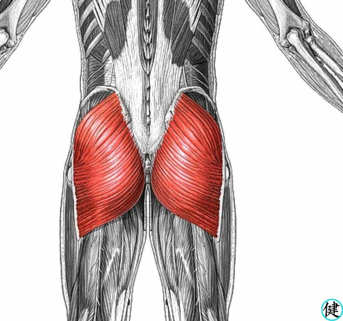Мышцы таза и бедра анатомия