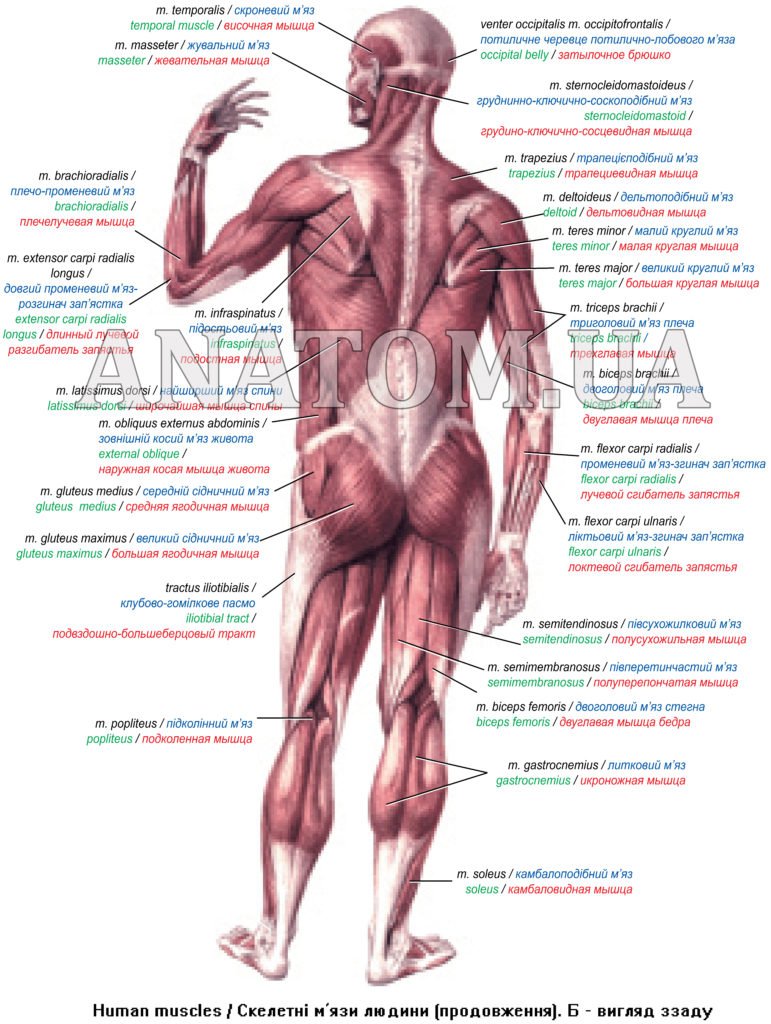 Мышцы тела человека анатомия