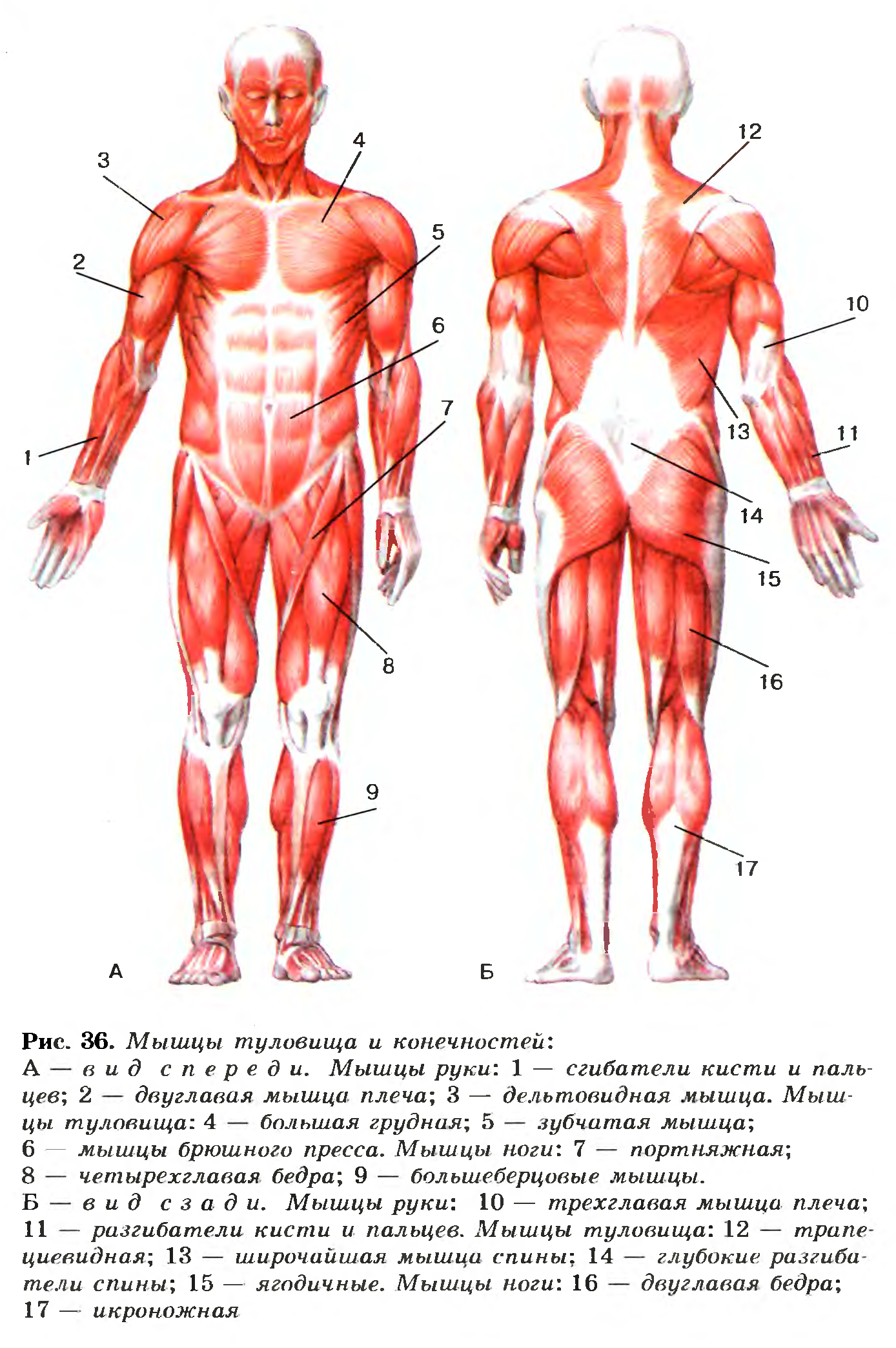 Какая мышца изображена на рисунке. Строение мышц туловища и конечностей человека.