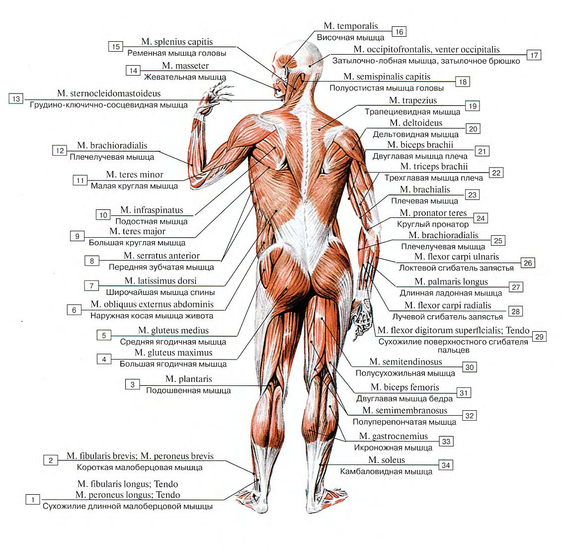 Анатомия человека мышцы вид спереди вид сзади