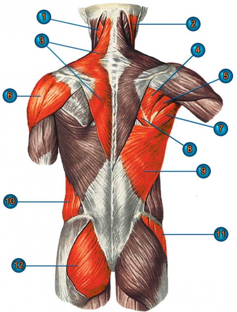 Мышцы человека вид сзади