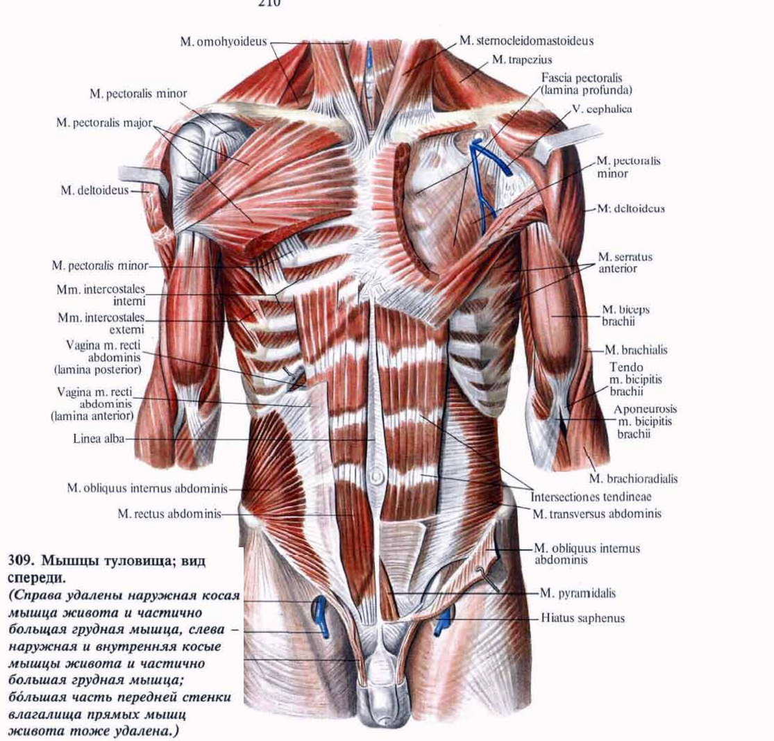 Мышечный скелет с названием мышц