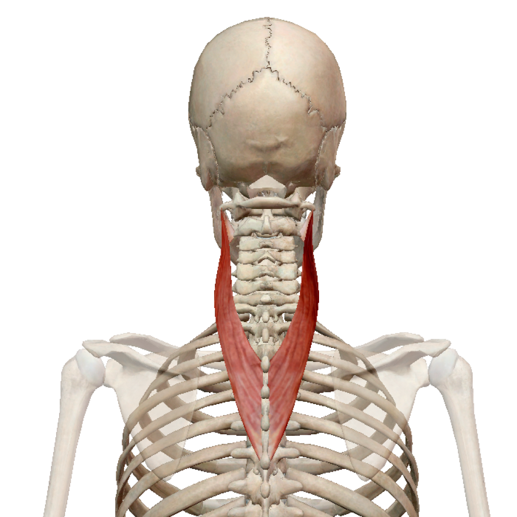 Длинные разгибатели шеи анатомия