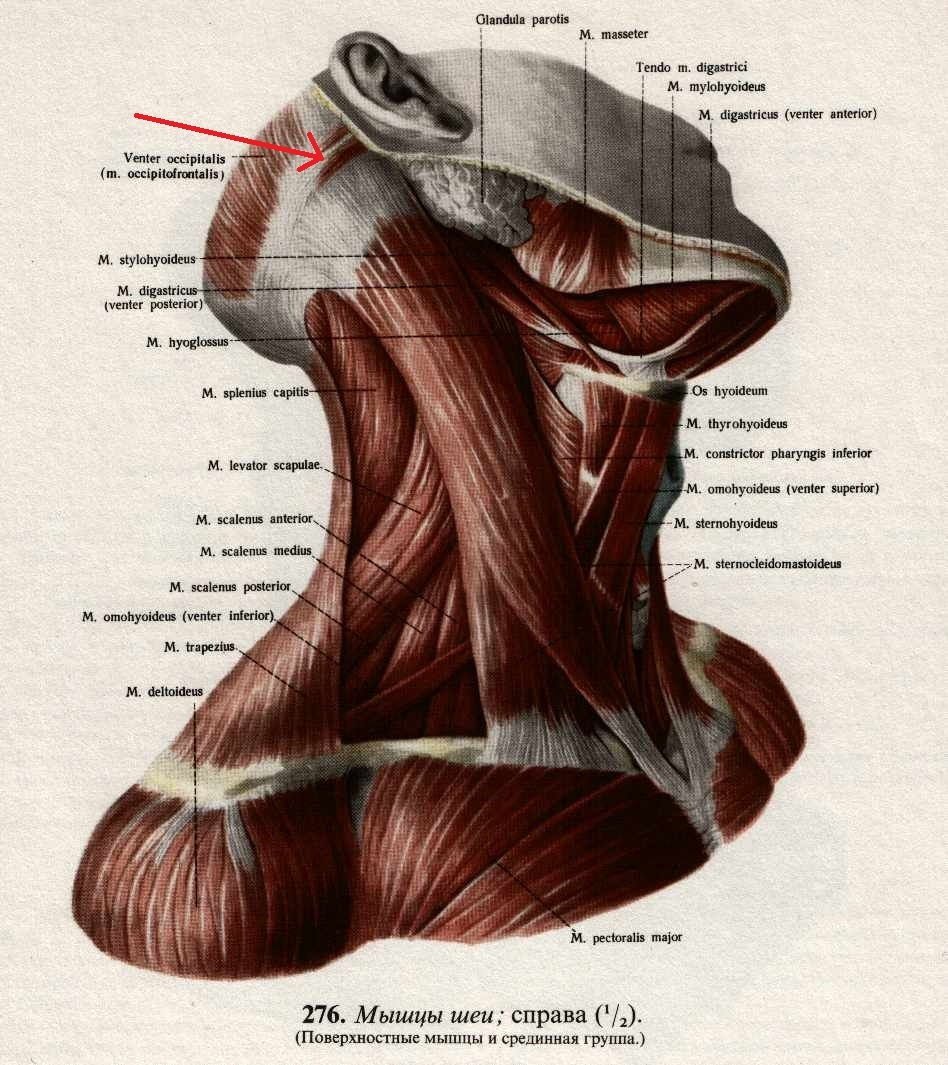 Длиннейшая мышца шеи