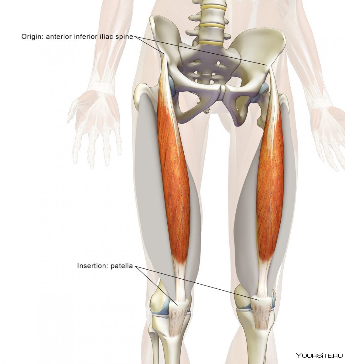 Сарториус мышца анатомия