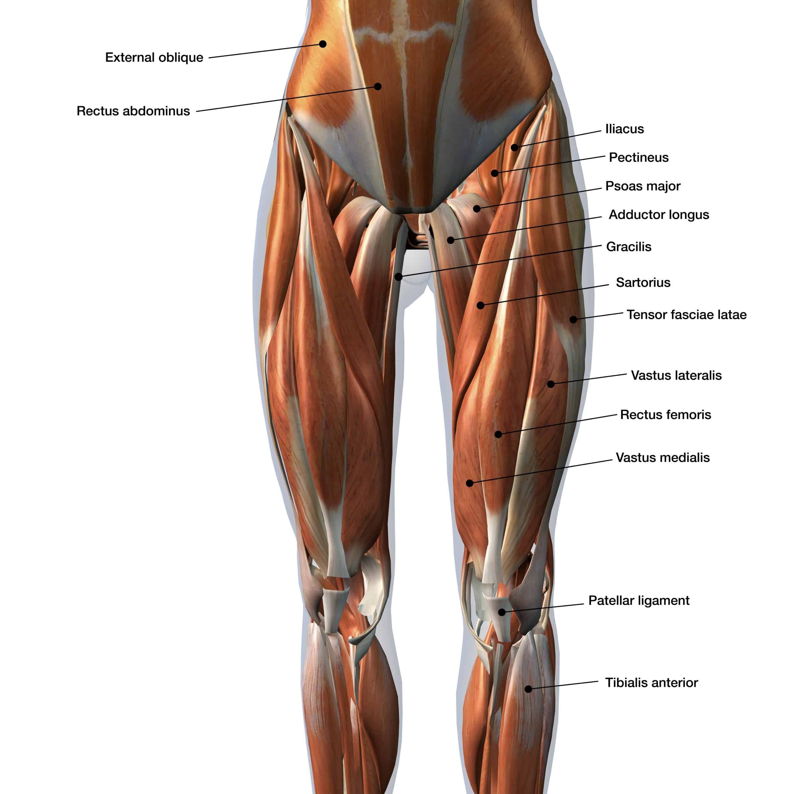 Ляшки спереди. Четырехглавая мышца бедра анатомия. Квадрицепс мышца бедра. Четырехглавая мышца бедра (квадрицепс). Строение четырехглавой мышцы бедра.
