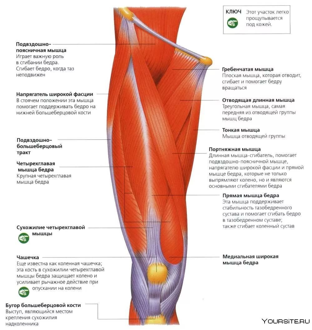Двуглавая мышца бедра анатомия