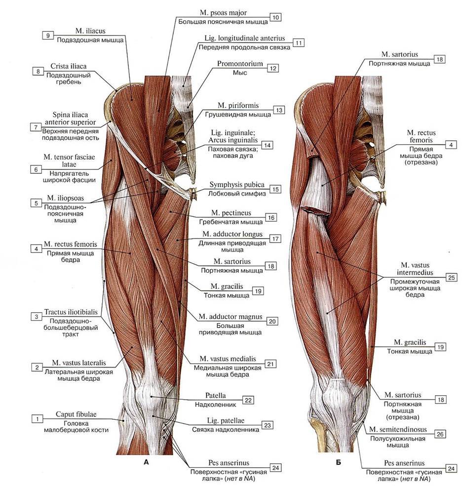 Портняжная мышца анатомия