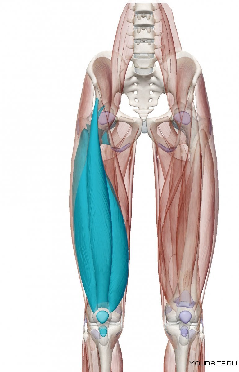 Приведение ноги анатомия