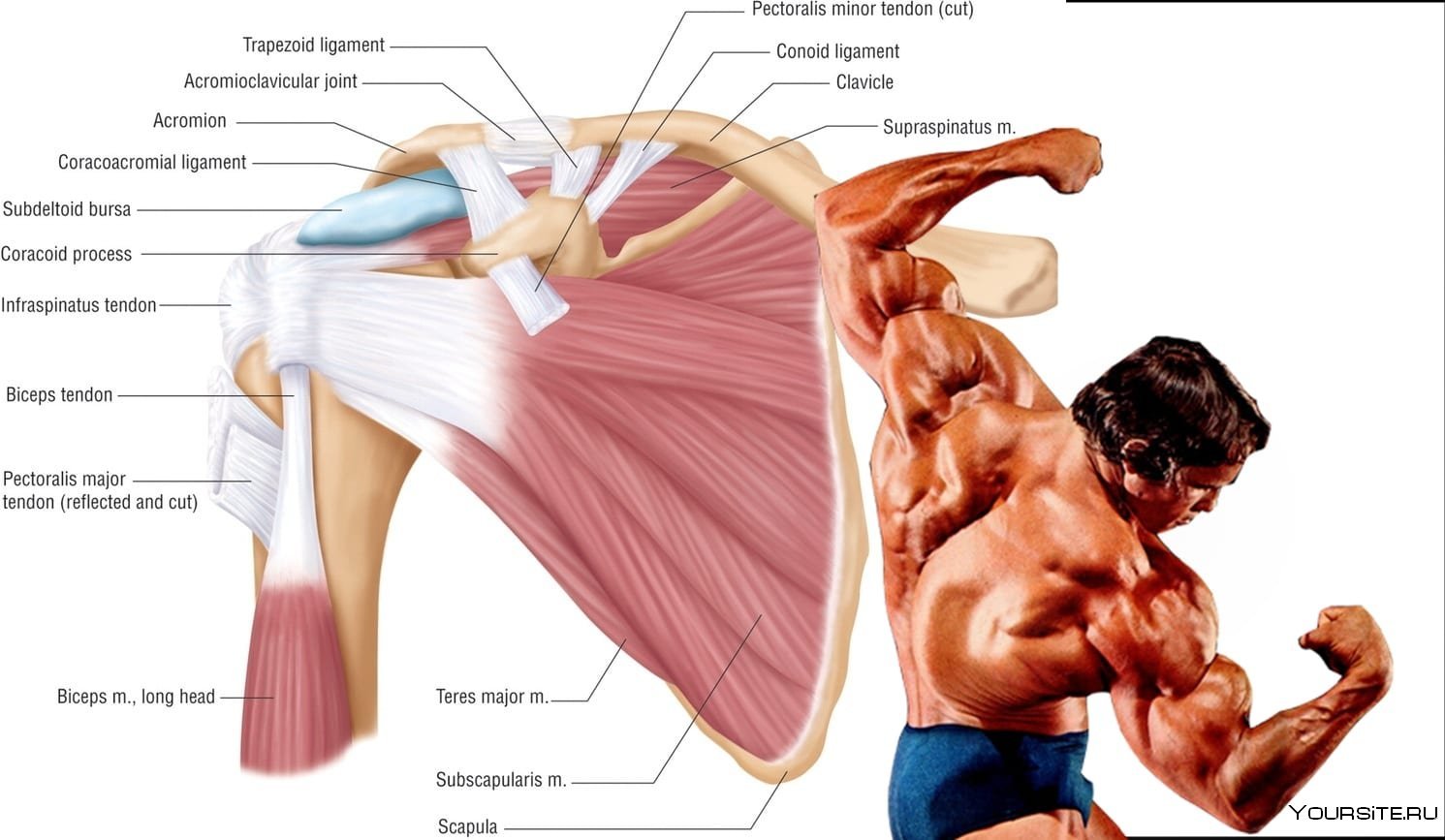 Для чего нужно плечо. Сухожилия плечевого сустава анатомия. Связки плечевого сустава анатомия. Подостная мышца плечевого сустава. Плечевой сустав анатомия связки мышцы.