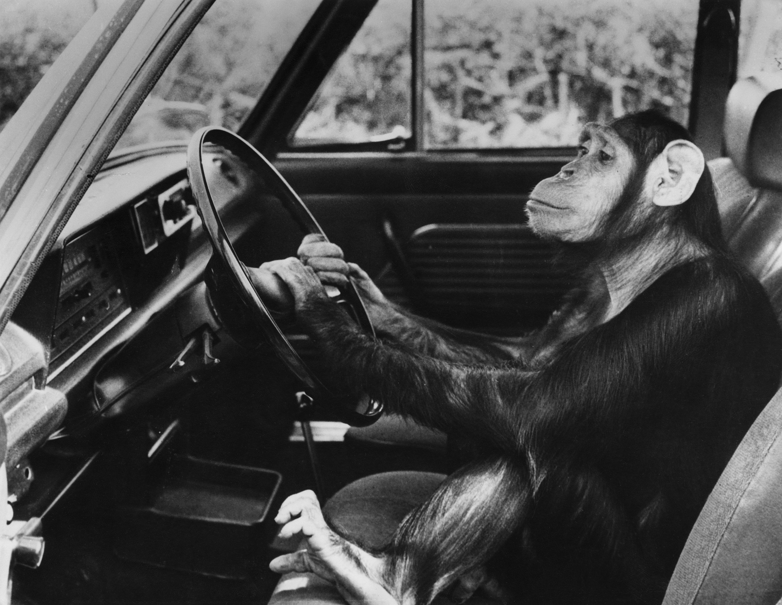 обезьяна за рулем гта 5 фото 57
