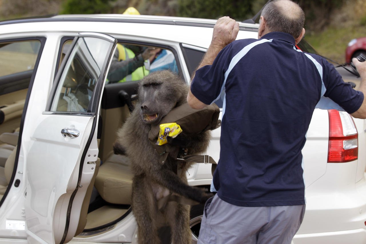 Нападение обезьян. Бабуины нападают на людей.