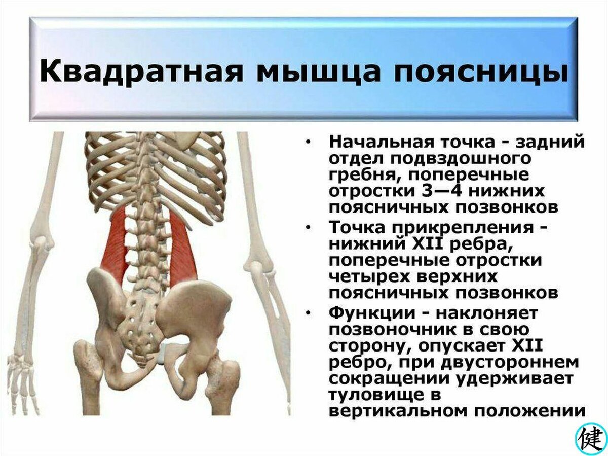 Анатомия йоги Паршвоттанасана