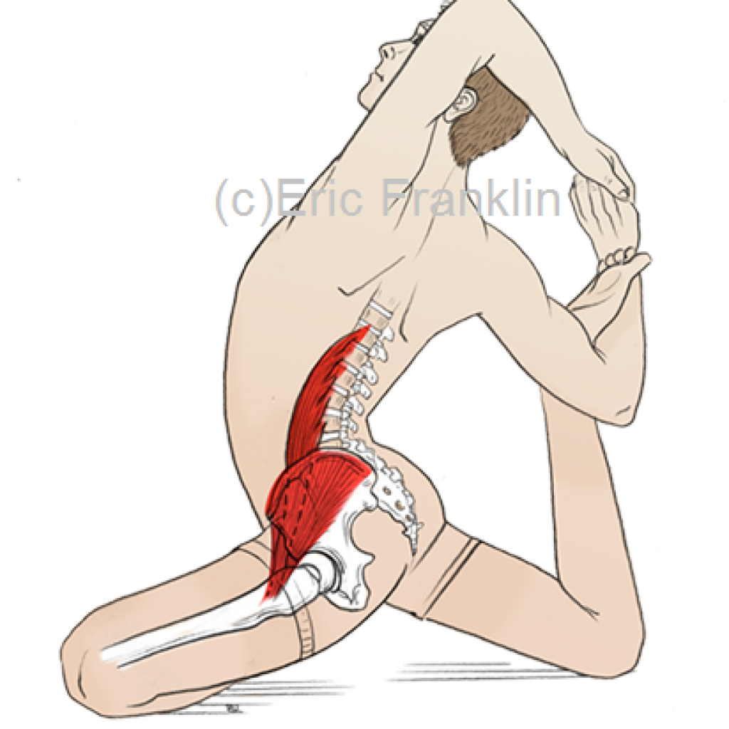 Скелет человека тазобедренный сустав