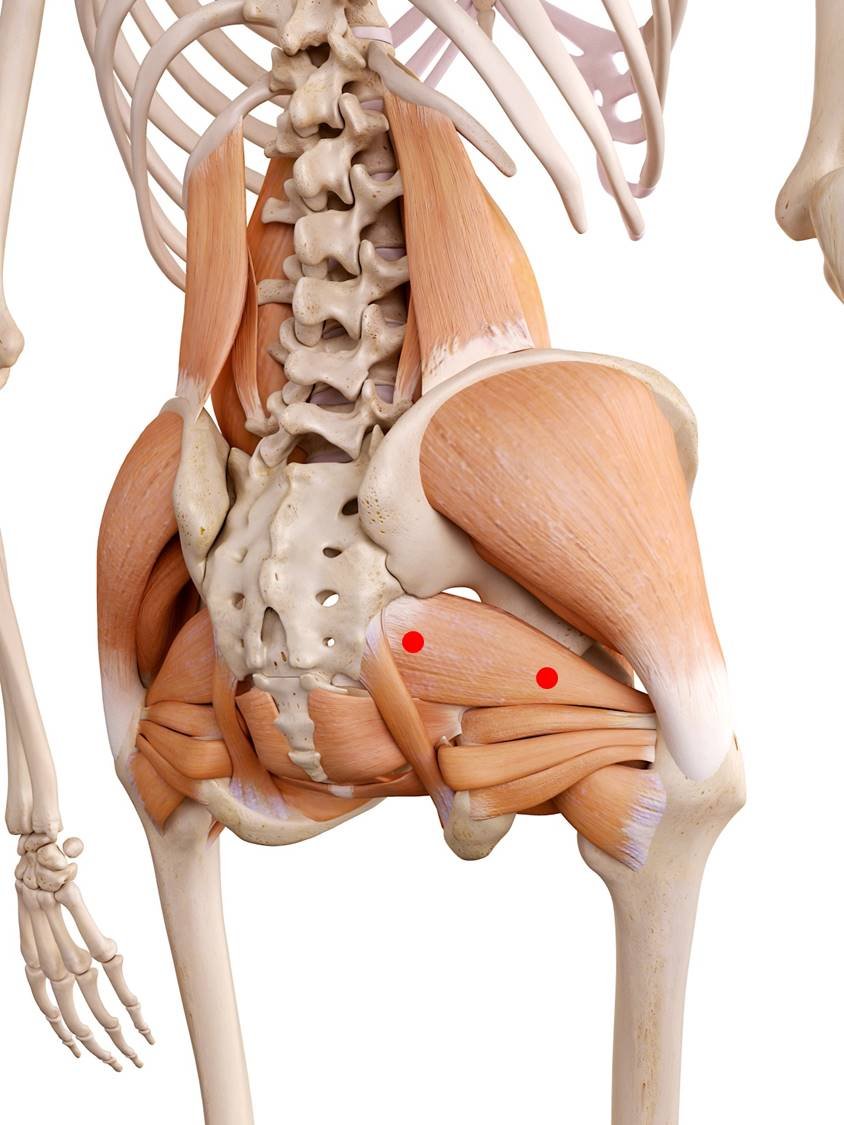 Подвздошная мышца анатомия