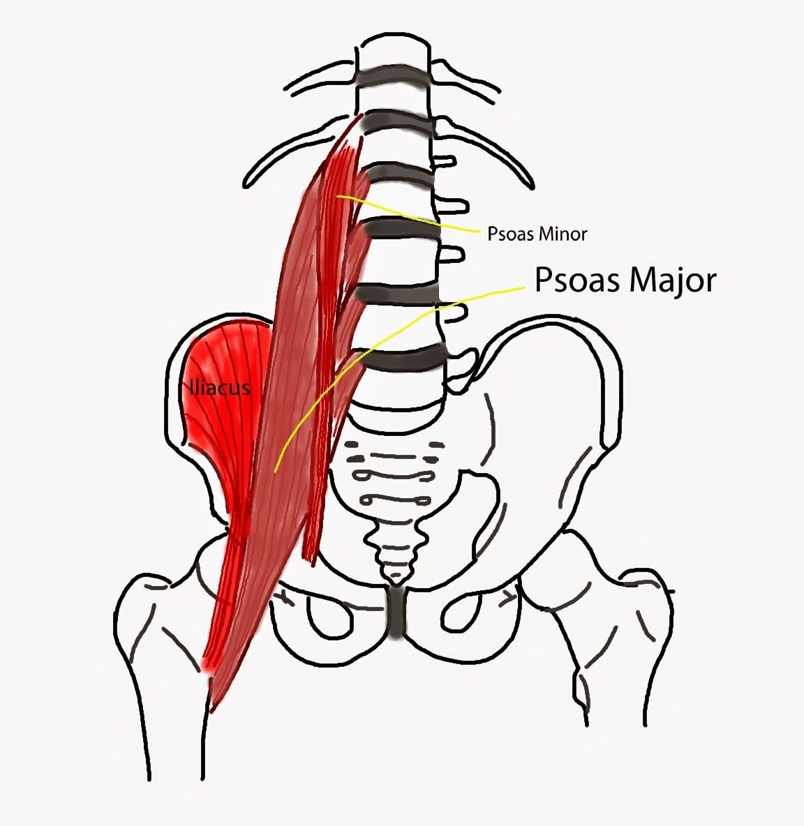 PSOAS Major мышца
