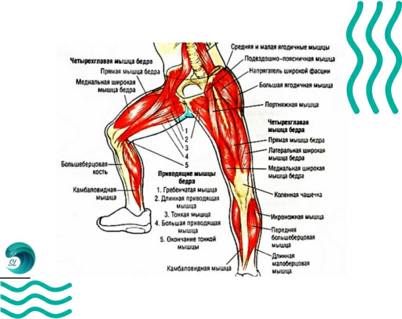 Плавание брасс мышцы задействованы. Мышцы бедер и ягодиц анатомия. Мышцы при плавании. Мышцы бедра и голени.