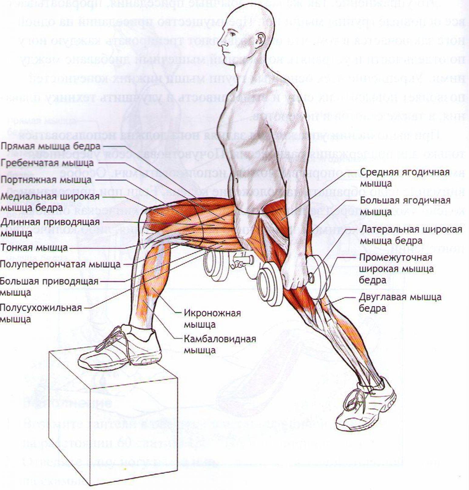 Упражнения для ног с гантелями для мужчин. Выпады схема тренировок. Как прокачать мышцы ног.