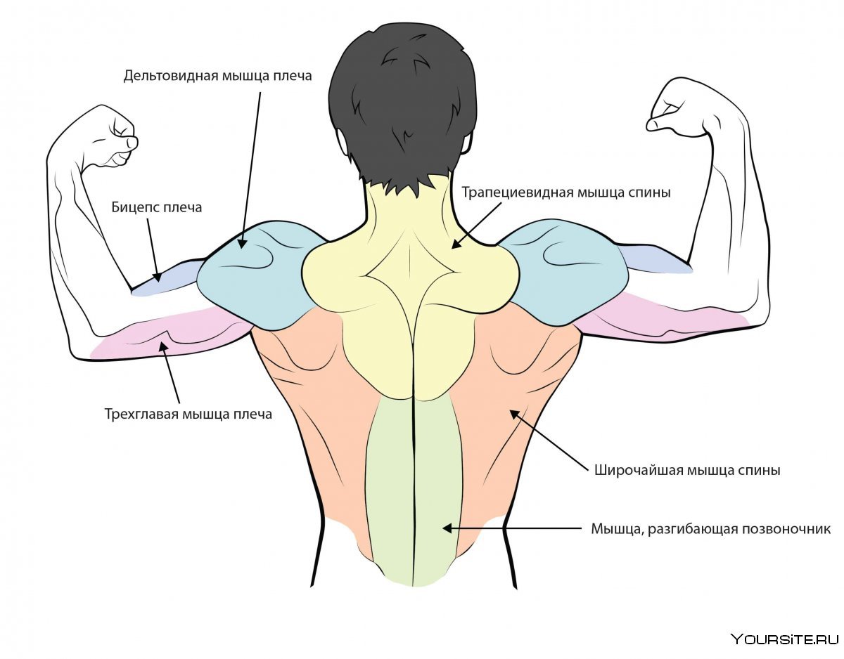 Дельтовидная мышца анатомия
