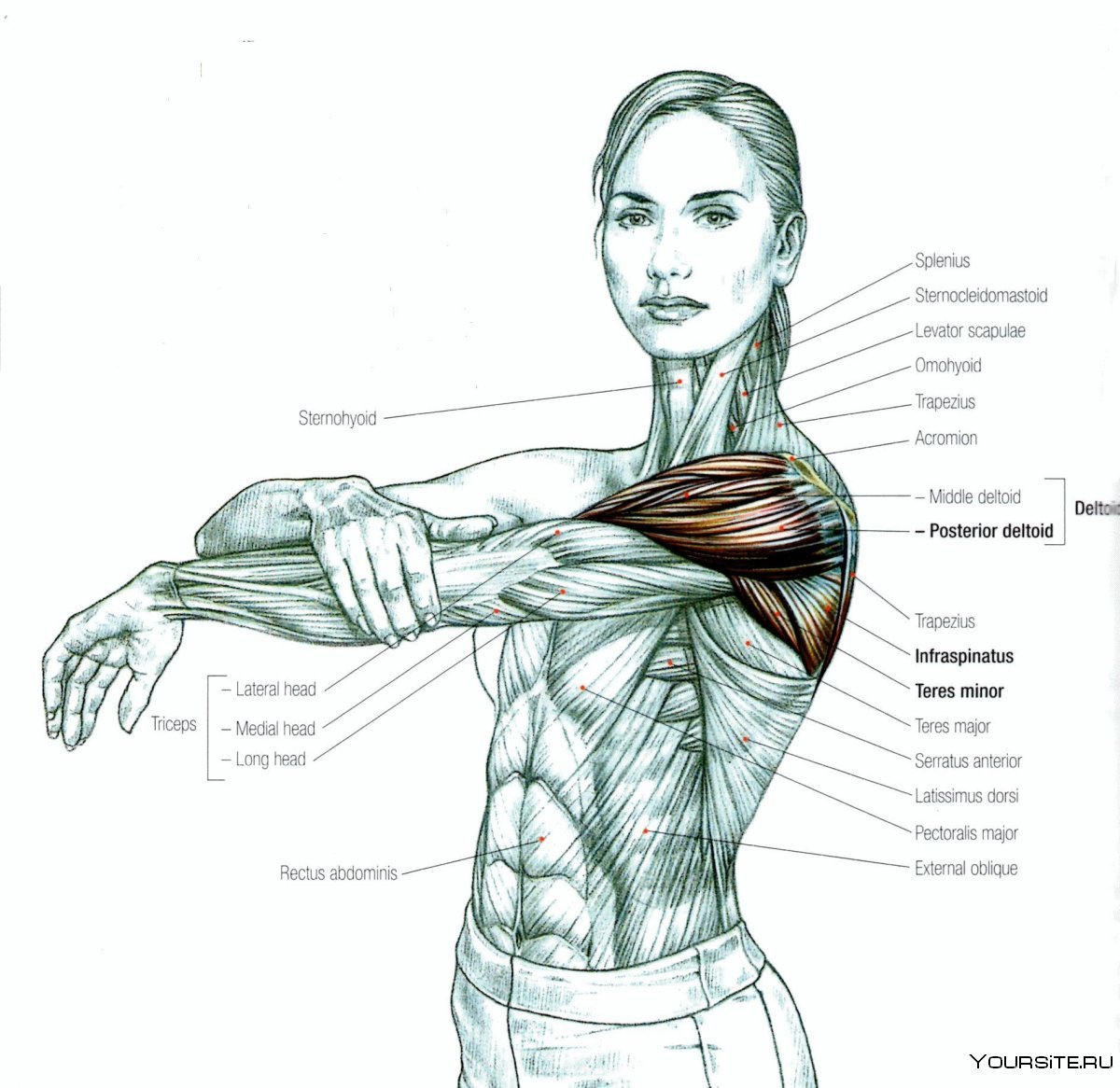 Трапеция мышцы спины